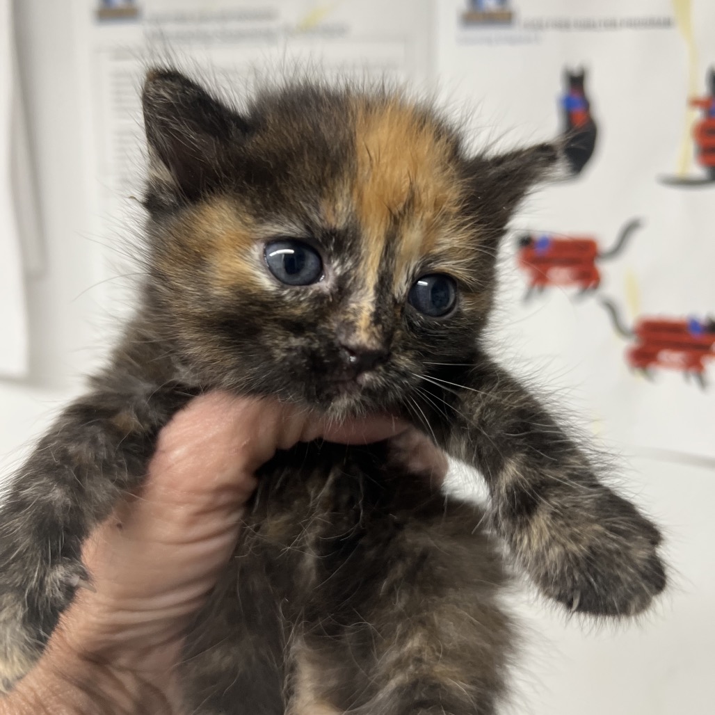 Shelter Stray Female Cat last seen , 2700 Walnut Pl, St. Louis, MO 63103, USA
