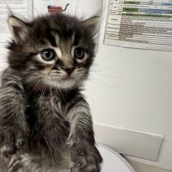 Shelter Stray Female Cat last seen , 2700 Walnut Pl, St. Louis, MO 63103, USA