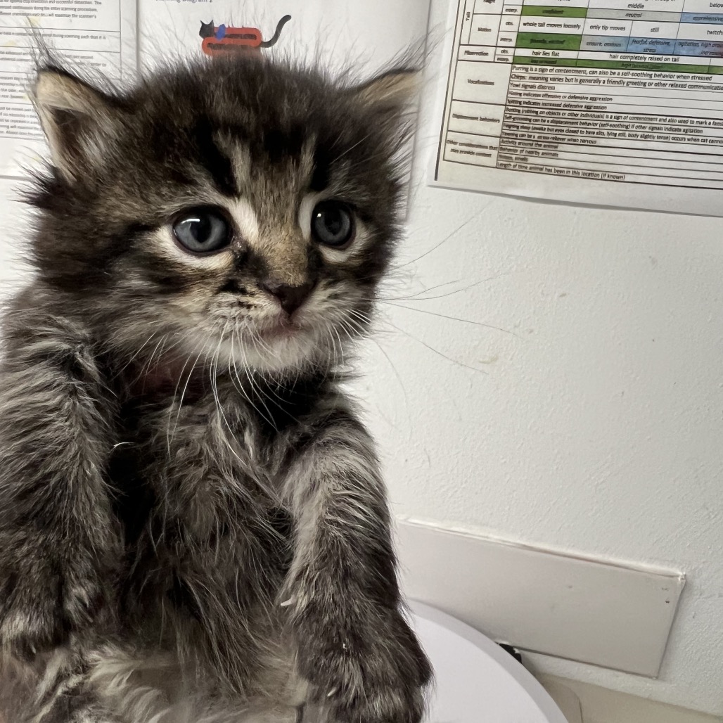 Shelter Stray Female Cat last seen , 2700 Walnut Pl, St. Louis, MO 63103, USA