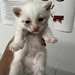 Shelter Stray Female Cat last seen , 2700 Walnut Pl, St. Louis, MO 63103, USA