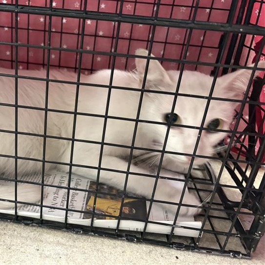 Shelter Stray Female Cat last seen , 361 S Raymond Ave, Pasadena, CA 91105, USA
