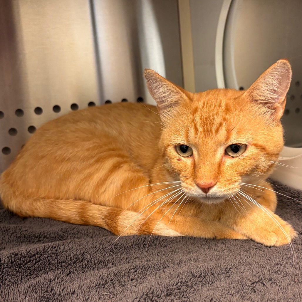 Shelter Stray Male Cat last seen , 3428 S Jenkins Ave, Norman, OK 73072, USA