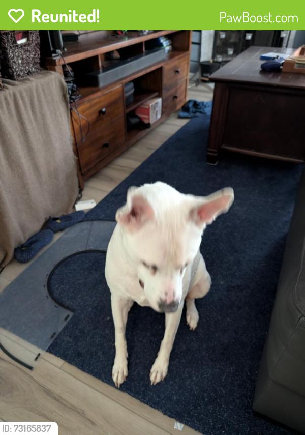 Reunited Female Dog last seen Deer Park and Richland Hills Dr, San Antonio, TX 78251
