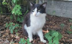 Found/Stray Female Cat last seen 2-homes SE of Birchfield/Blair intersection, Jacksonville, FL 32221