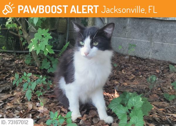 Found/Stray Female Cat last seen 2-homes SE of Birchfield/Blair intersection, Jacksonville, FL 32221