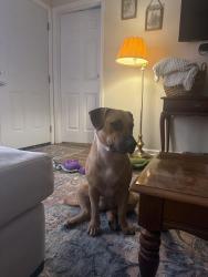 Found/Stray Female Dog last seen pat thomas and mlk, Quincy, FL 32351