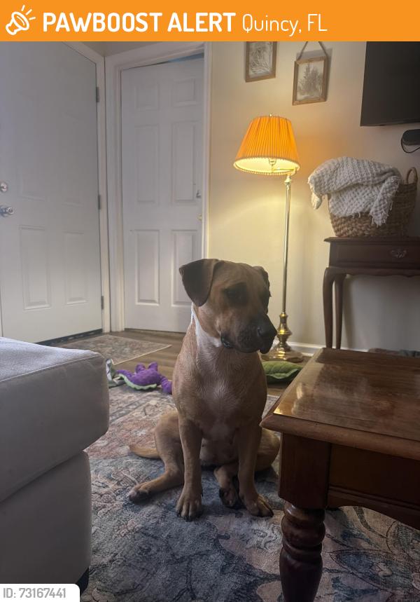 Found/Stray Female Dog last seen pat thomas and mlk, Quincy, FL 32351