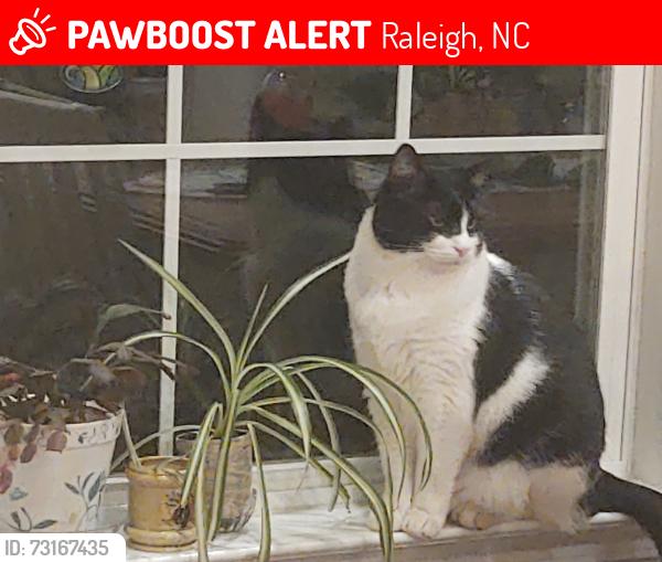 Lost Male Cat last seen Mitchel Mill & Forestville, Raleigh, NC 27616