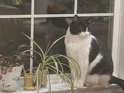 Lost Male Cat last seen Mitchel Mill & Forestville, Raleigh, NC 27616