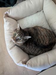 Reunited Female Cat last seen N Pacific Hwy, Woodburn, OR 97071, Woodburn, OR 97071