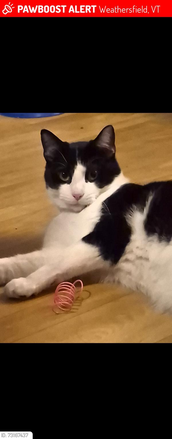 Lost Male Cat last seen Little Ascutney Rd, Route 131, Weathersfield, VT 05151