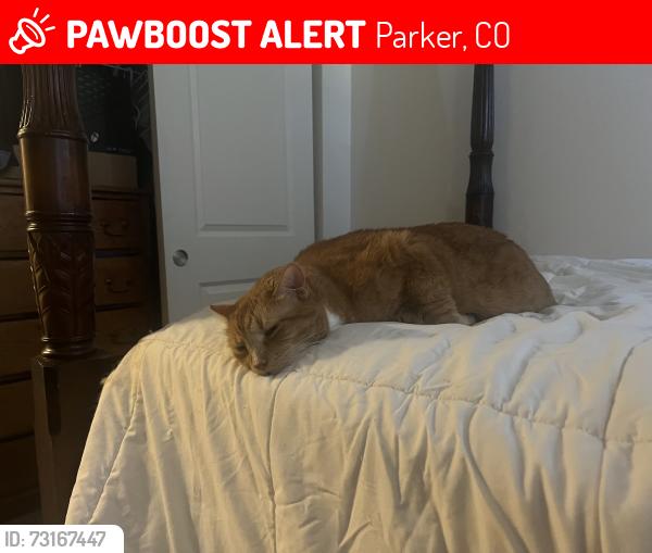 Lost Male Cat last seen S Chambers Rd, Parker, CO 80134