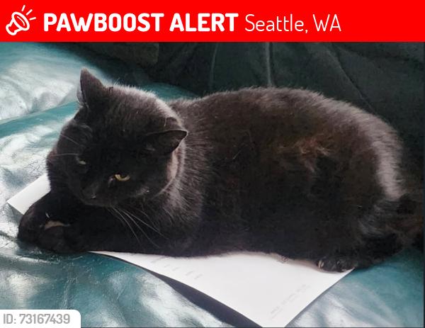 Lost Female Cat last seen NE 95th St & 12th Ave NE, Seattle, WA 98115