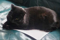 Lost Female Cat last seen NE 95th St & 12th Ave NE, Seattle, WA 98115