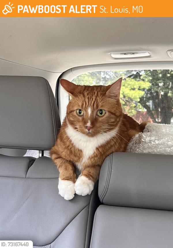 Found/Stray Unknown Cat last seen Flamingo Ct & Thrush Pl — by Brentwood Whole Foods, St. Louis, MO 63144