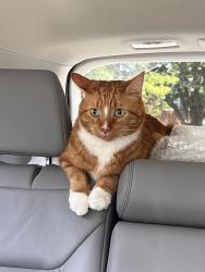 Found/Stray Unknown Cat last seen Flamingo Ct & Thrush Pl — by Brentwood Whole Foods, St. Louis, MO 63144
