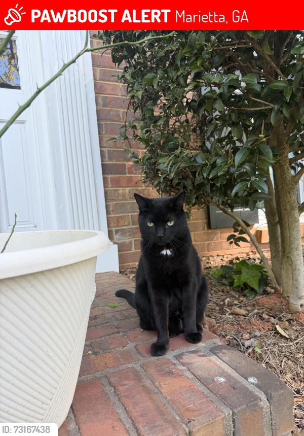 Lost Female Cat last seen Hunting hound lane and fox hound parkway, Marietta, GA 30062
