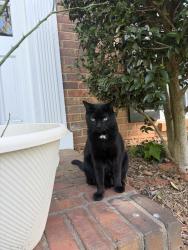 Lost Female Cat last seen Hunting hound lane and fox hound parkway, Marietta, GA 30062