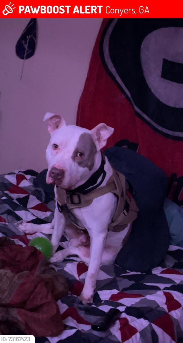 Lost Male Dog last seen Hi roc cir, Conyers, GA 30012