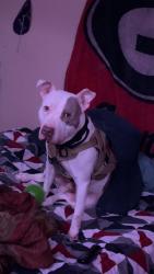 Lost Male Dog last seen Hi roc cir, Conyers, GA 30012