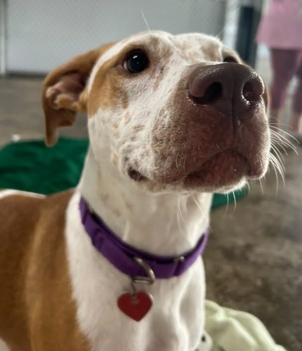 Shelter Stray Female Dog last seen , 22415 Groesbeck Hwy, Warren, MI 48089, USA