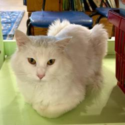 Shelter Stray Male Cat last seen , 601 N Charles St, Portland, IN 47371, USA