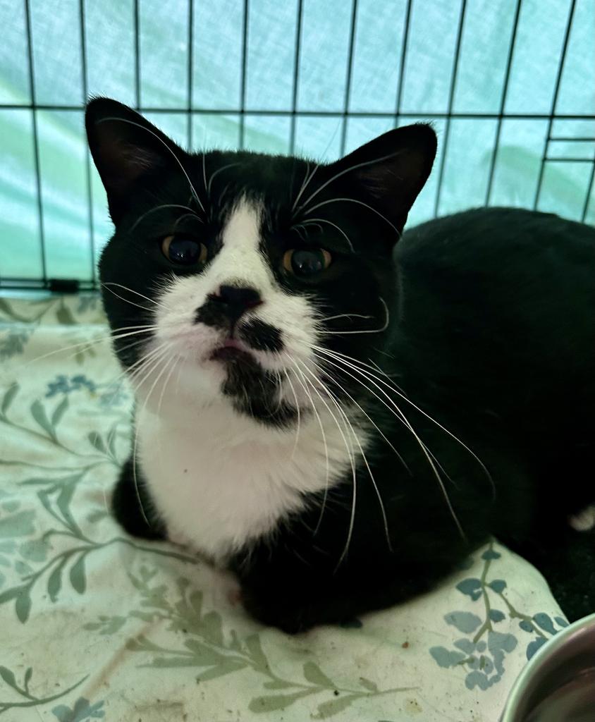 Shelter Stray Male Cat last seen Where found, 601 N Charles St, Portland, IN 47371, USA