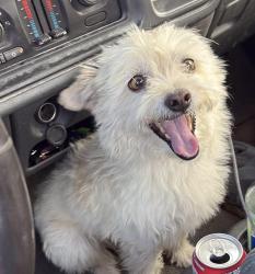Shelter Stray Male Dog last seen Other, 601 N Charles St, Portland, IN 47371, USA