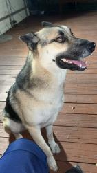 Lost Male Dog last seen Near s kedzie ave, Midlothian, IL 60445