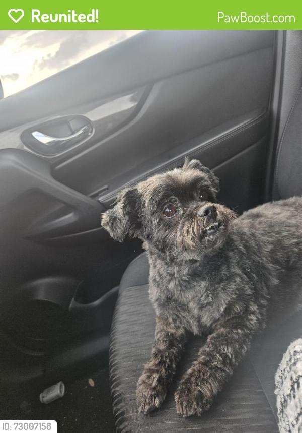 Reunited Female Dog last seen Chessington drive, Houston, TX 77031