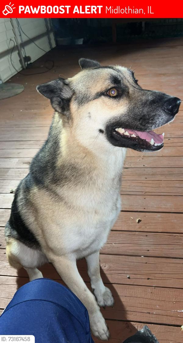Lost Male Dog last seen Near s kedzie ave, Midlothian, IL 60445