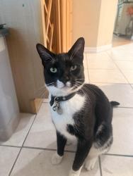 Lost Male Cat last seen Pinehurst, Melbourne, FL 32940