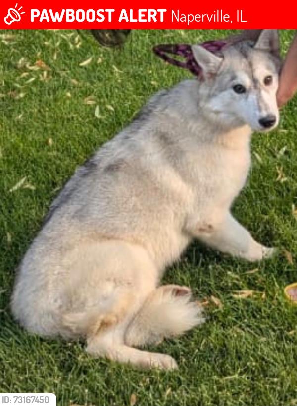 Lost Female Dog last seen Erb Farm lane, Naperville, IL 60563