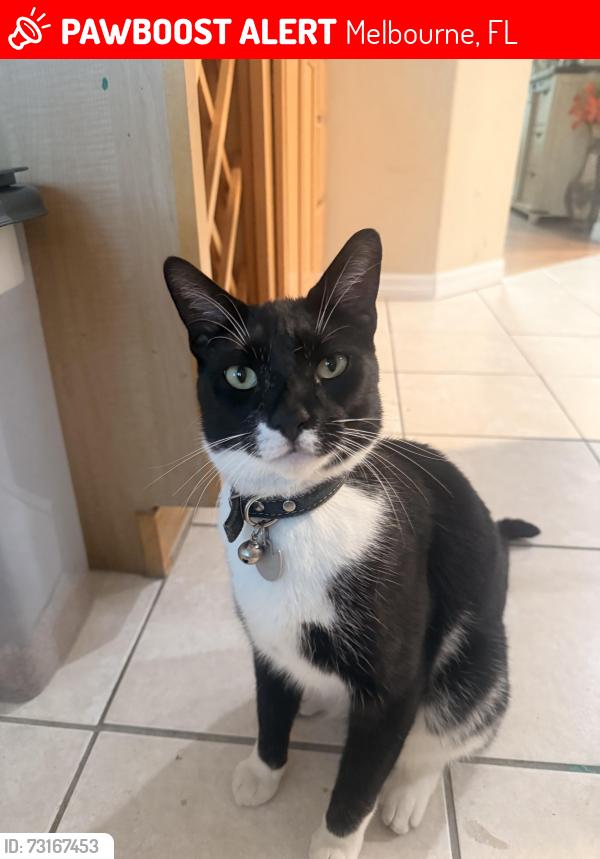 Lost Male Cat last seen Pinehurst, Melbourne, FL 32940