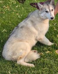 Lost Female Dog last seen Erb Farm lane, Naperville, IL 60563