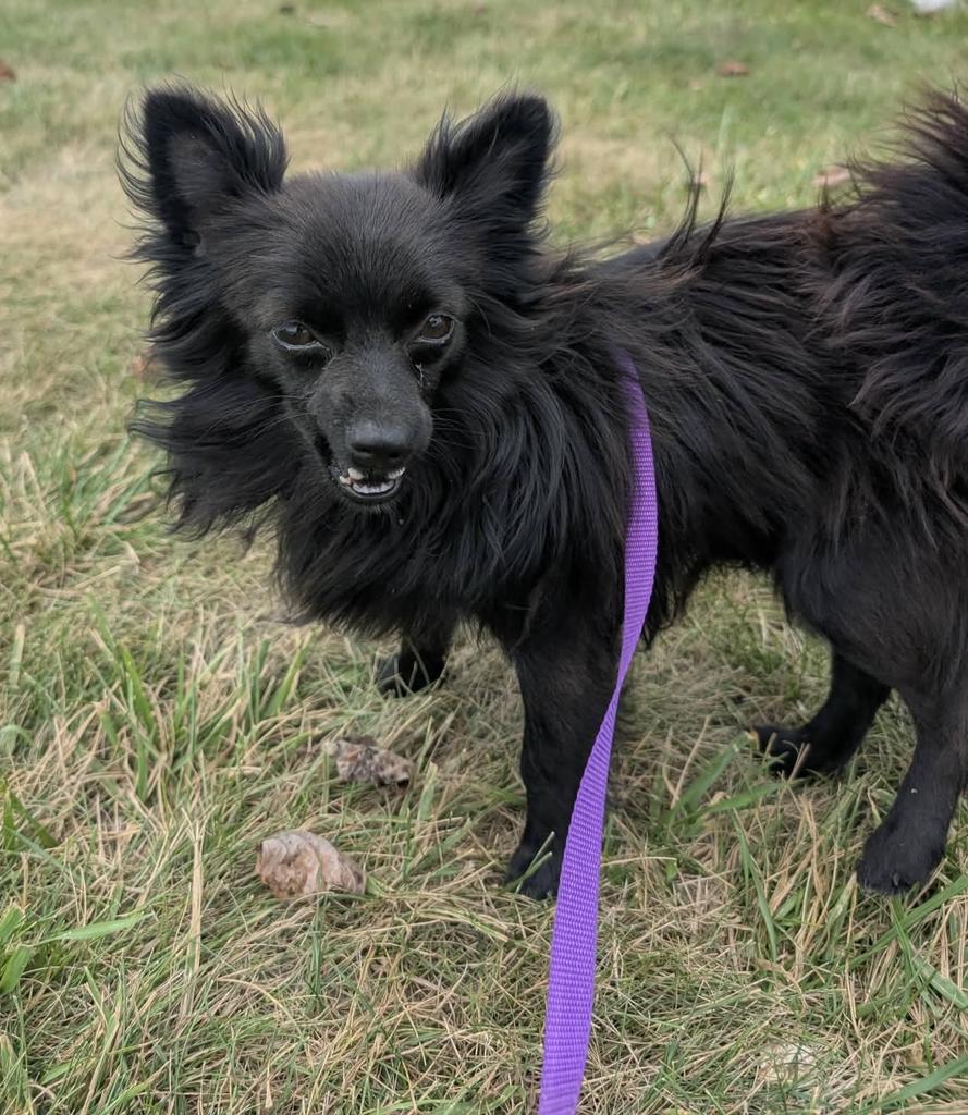 Shelter Stray Male Dog last seen Other, 601 N Charles St, Portland, IN 47371, USA