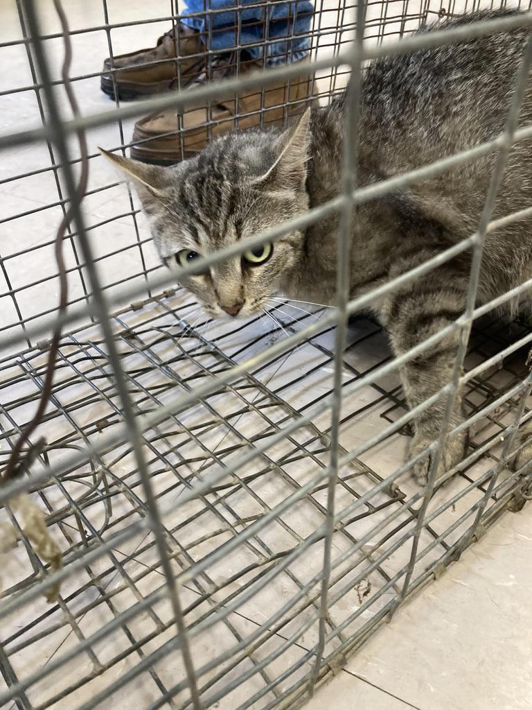Shelter Stray Unknown Cat last seen Out of Town, 211 Kind Hearts Wy, Burnsville, NC 28714, USA