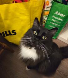 Reunited Male Cat last seen Vallyview Elementary, Calgary, AB T2B 1G7