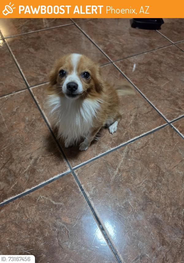 Found/Stray Male Dog last seen 21st Dr larkspur, Phoenix, AZ 85023