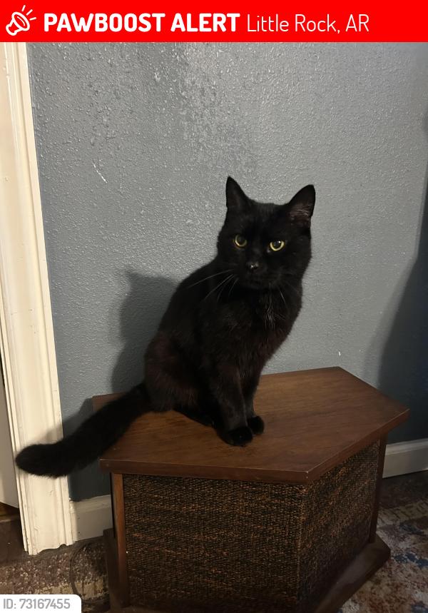 Lost Male Cat last seen Mabelvale Pike and Chicot, Little Rock, AR 72209