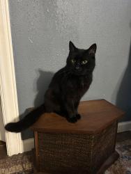 Lost Male Cat last seen Mabelvale Pike and Chicot, Little Rock, AR 72209