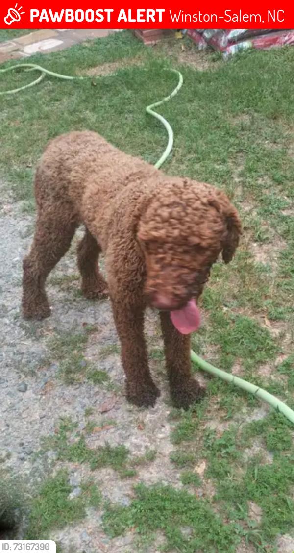 Lost Male Dog last seen Flat Rock Middle School area, Winston-Salem, NC 27127