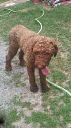 Lost Male Dog last seen Flat Rock Middle School area, Winston-Salem, NC 27127