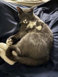 Lost Female Cat last seen Sunset Cliffs, San Diego, CA 92107