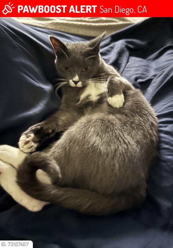 Lost Female Cat last seen Sunset Cliffs, San Diego, CA 92107