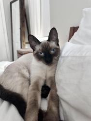 Lost Female Cat last seen Rivery and country club, Georgetown, TX 78628