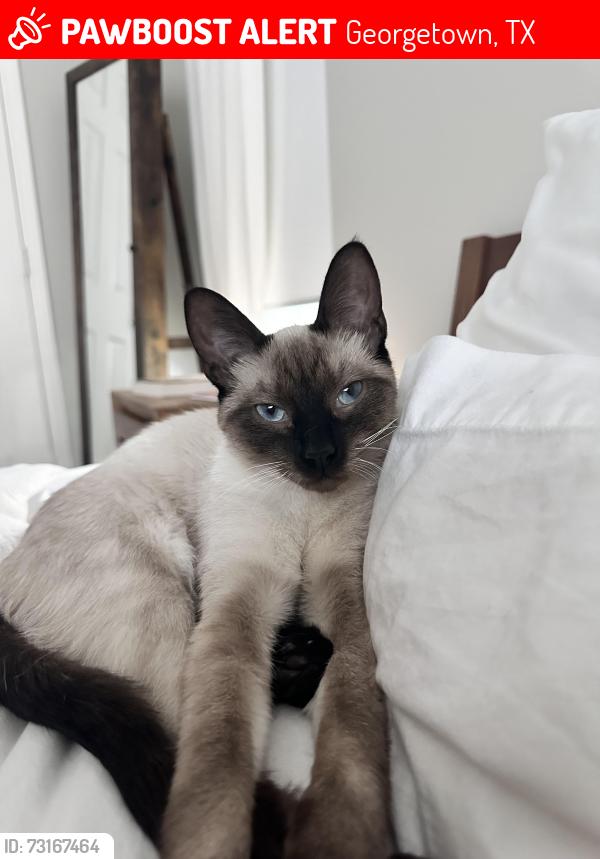 Lost Female Cat last seen Rivery and country club, Georgetown, TX 78628