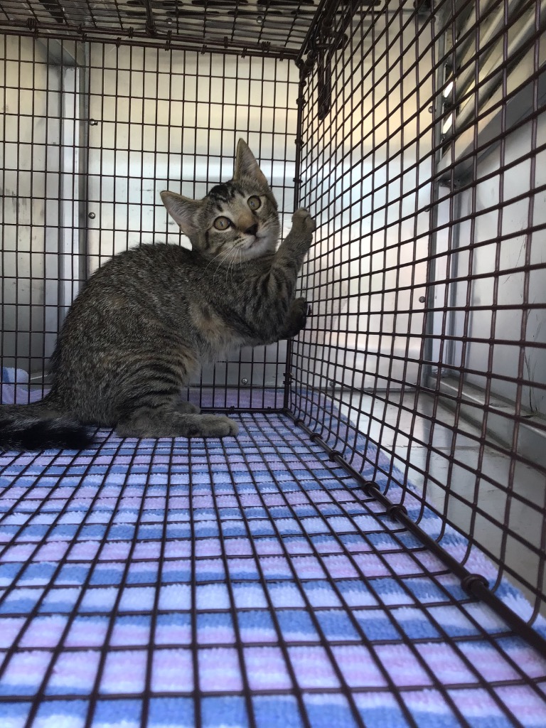 Shelter Stray Unknown Cat last seen , 3353 Morningside Dr, New Braunfels, TX 78132, USA