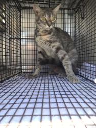 Shelter Stray Unknown Cat last seen , 3353 Morningside Dr, New Braunfels, TX 78132, USA