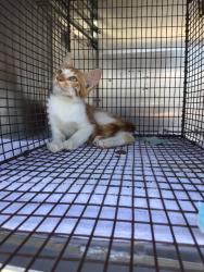 Shelter Stray Unknown Cat last seen , 3353 Morningside Dr, New Braunfels, TX 78132, USA